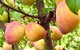 Field Tiny Home - Fruit & Sunset - thumb 2