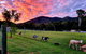 Fig Tree Farm B&B Highvale-Farmstay Near Brisbane! - thumb 4