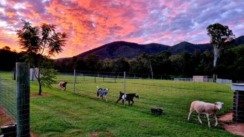 Fig Tree Farm B&B Highvale-Farmstay Near Brisbane! - Accommodation Fremantle 4