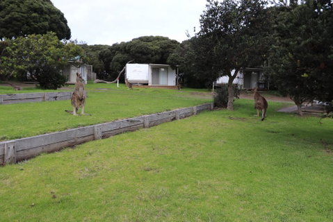 Anglesea Family Caravan Park - Accommodation Fremantle 3