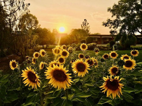 Quirindi Sunflower Motor Inn - Accommodation Fremantle 0