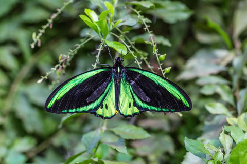 Batchelor Butterfly Farm - Accommodation Fremantle 2