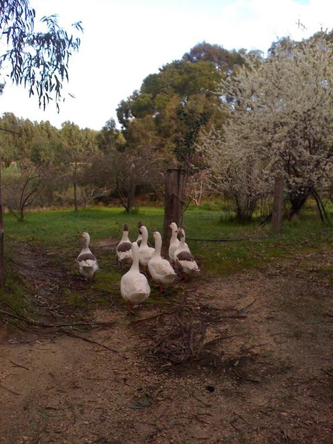 Bellbrae Harvest - Accommodation Fremantle 3