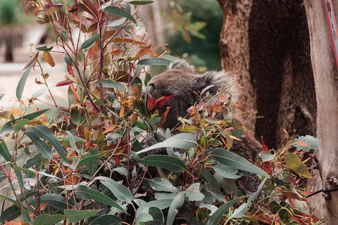 Yanchep & Lancelin - Wildlife, Cave And Sands - Accommodation Fremantle 1