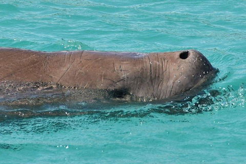 Cruise In Moreton Bay Marine Park And Moreton Island - Accommodation Fremantle 3