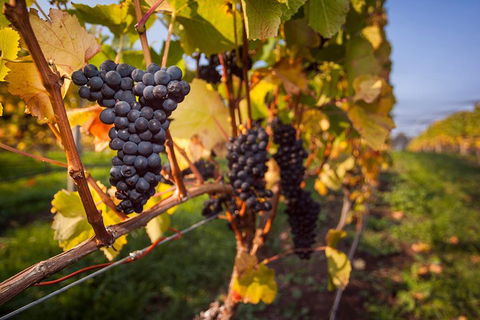 Half Day Tamar Valley Wine Tour - Accommodation Fremantle 1