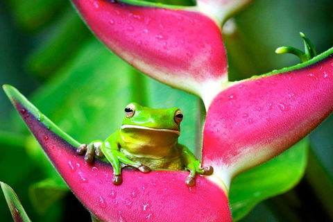 3-Day Best Of Cairns Combo: The Daintree Rainforest, Great Barrier Reef, And Kuranda - Accommodation Fremantle 0