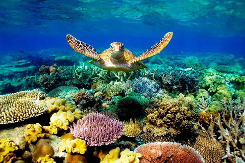 3-Day Best Of Cairns Combo: The Daintree Rainforest, Great Barrier Reef, And Kuranda - Accommodation Fremantle 1