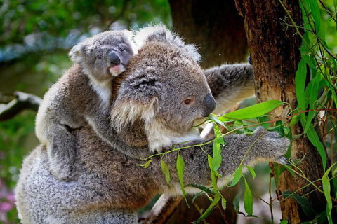 Private Two Day Great Ocean Road Tour - Accommodation Fremantle 2