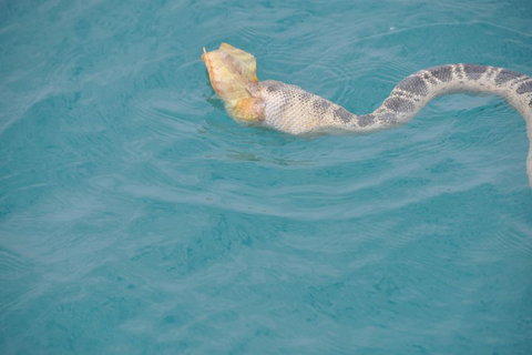 Snubfin Dolphin Eco Cruise From Broome - Accommodation Fremantle 2