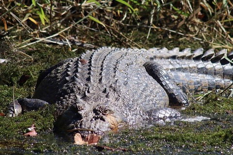 Full Day Tour In The Daintree - Accommodation Fremantle 0