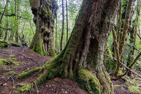 3-Day Cradle Mountain Photography Workshop - Accommodation Fremantle 1