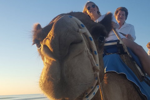 Broome Pre-sunset Camel Tour 30 Minutes - Accommodation Fremantle 1