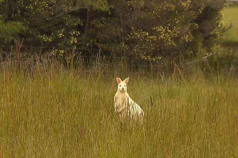 Bruny Island Day Trip From Hobart - Accommodation Fremantle 5