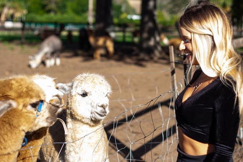 O'Reilly's & Lamington National Park Incl. Alpaca Farm + Vineyard - Accommodation Fremantle 3