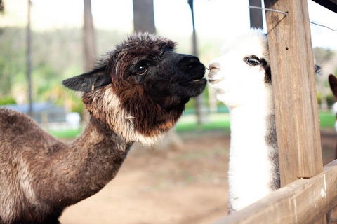 O'Reilly's & Lamington National Park Incl. Alpaca Farm + Vineyard - Accommodation Fremantle 4