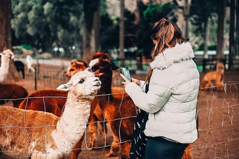 O'Reilly's & Lamington National Park Incl. Alpaca Farm + Vineyard - Accommodation Fremantle 5