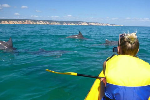 Kayak With Dolphins And 4WD Great Beach Drive Day Trip From Noosa - Accommodation Fremantle 1