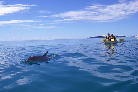 Kayak With Dolphins And 4WD Great Beach Drive Day Trip From Noosa - Accommodation Fremantle 2