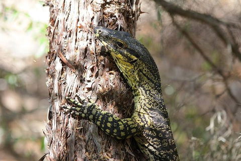 Byron Bay Hinterland Tour Including Rainforest Walk To Minyon Falls - Accommodation Fremantle 1