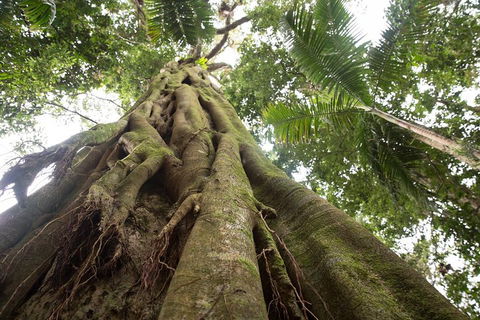 Byron Bay Hinterland Tour Including Rainforest Walk To Minyon Falls - Accommodation Fremantle 2