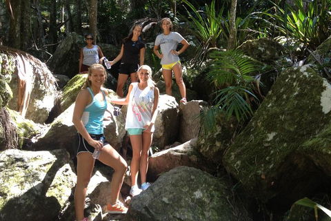 Byron Bay Hinterland Tour Including Rainforest Walk To Minyon Falls - Accommodation Fremantle 3