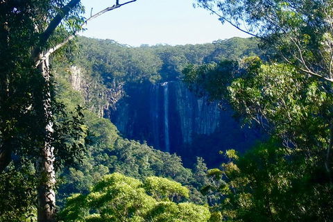Byron Bay Hinterland Tour Including Rainforest Walk To Minyon Falls - Accommodation Fremantle 4