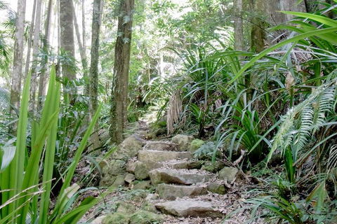Byron Bay Combo: Hinterland Tour Including Minyon Falls And Kayaking With Dolphins - Accommodation Fremantle 5
