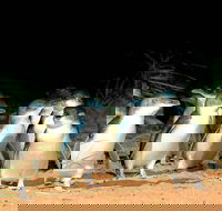 Phillip Island Penguins Private Tour - Accommodation Fremantle