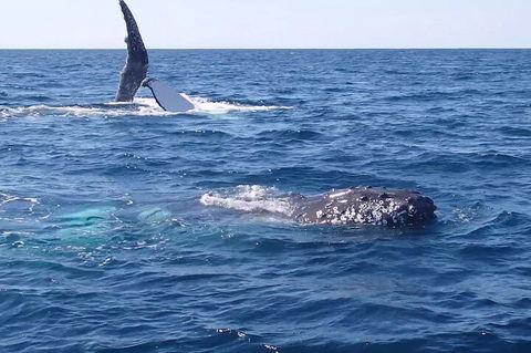 Noosa Whale Watching - Accommodation Fremantle 0