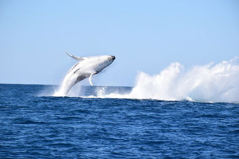 Noosa Whale Watching - Accommodation Fremantle 1
