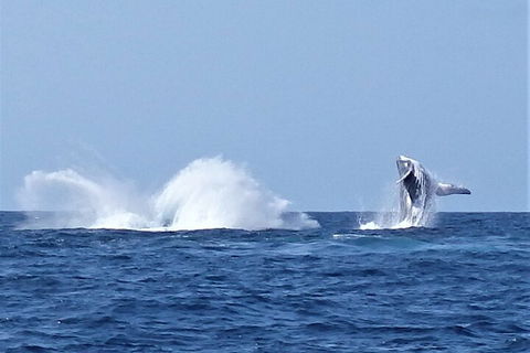Noosa Whale Watching - Accommodation Fremantle 2