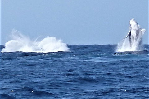 Noosa Whale Watching - Accommodation Fremantle 3