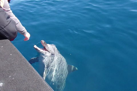 Noosa Wild Dolphin Safari - Accommodation Fremantle 0
