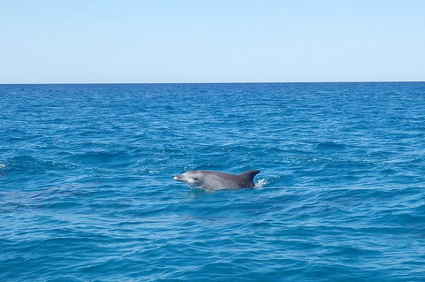 Noosa Wild Dolphin Safari - Accommodation Fremantle 1