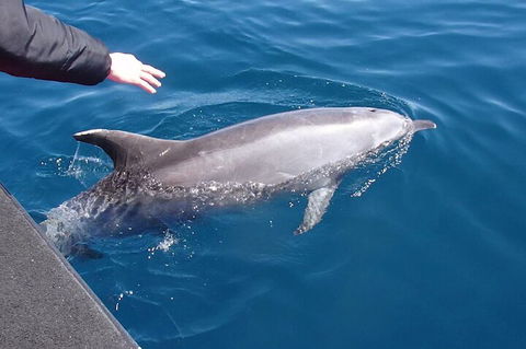 Noosa Wild Dolphin Safari - Accommodation Fremantle 2