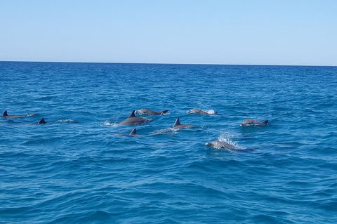 Noosa Wild Dolphin Safari - Accommodation Fremantle 3