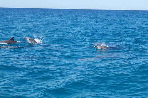 Noosa Wild Dolphin Safari - Accommodation Fremantle 4