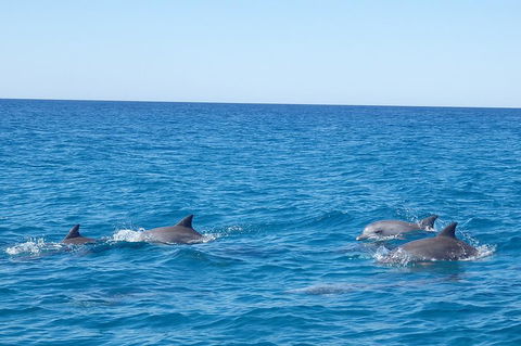 Noosa Wild Dolphin Safari - Accommodation Fremantle 5