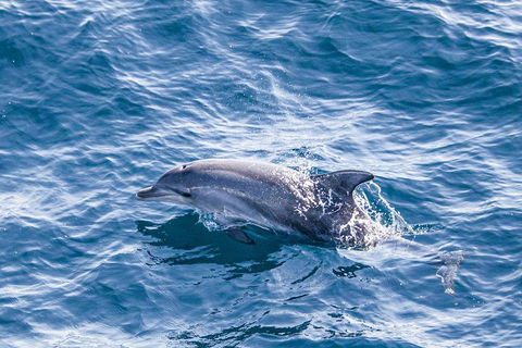 All Inclusive Dolphin And Tangalooma Wrecks Cruise - Accommodation Fremantle 1