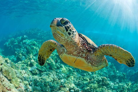 All Inclusive Tangalooma Wrecks Cruise Tour From Gold Coast - Accommodation Fremantle 4