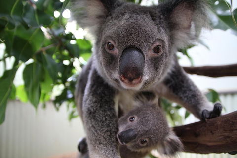 Kuranda Day Tour, TKS-RFS GRAND GOLD PLUS 0930 - Accommodation Fremantle 1
