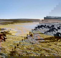 Kangaroo Island Personal Group Tours - Accommodation Fremantle