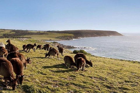 Kangaroo Island Personal Group Tours - Accommodation Fremantle 0