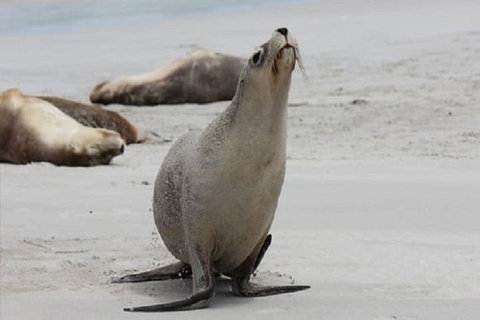 Kangaroo Island Personal Group Tours - Accommodation Fremantle 4