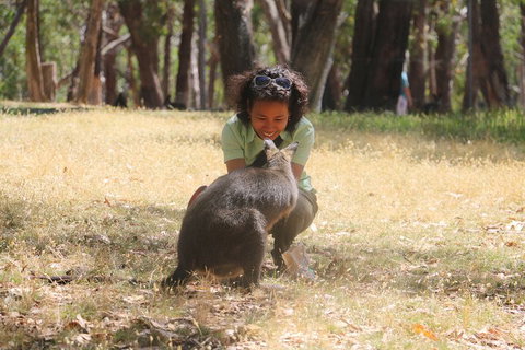 Cleland Wildlife Park Tour From Adelaide Including Mount Lofty Summit - Accommodation Fremantle 1