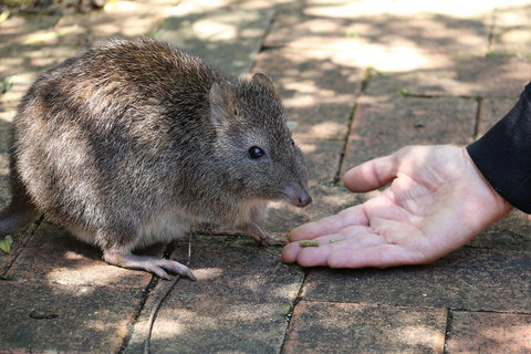 Cleland Wildlife Park Tour From Adelaide Including Mount Lofty Summit - Accommodation Fremantle 2