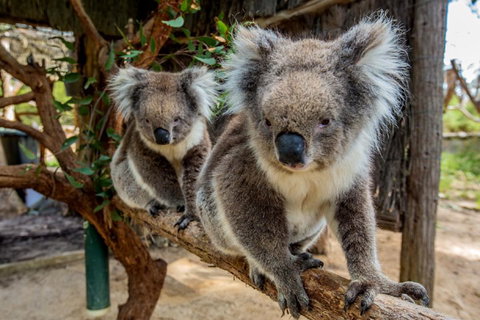 Cleland Wildlife Park Tour From Adelaide Including Mount Lofty Summit - Accommodation Fremantle 3