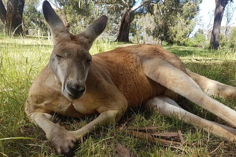 Cleland Wildlife Park Tour From Adelaide Including Mount Lofty Summit - Accommodation Fremantle 5