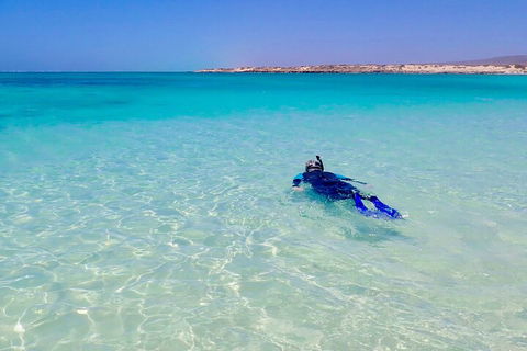 Ningaloo In A Day - Full Day Hike And Snorkel Tour With Lunch - Accommodation Fremantle 4
